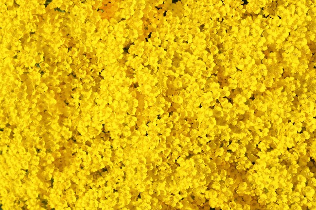  photo of real yellow flowers background 