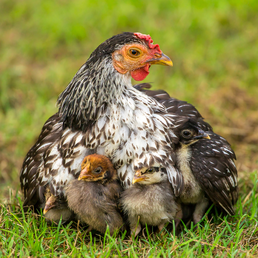   Mother chicken and her chicks by Mazzur  