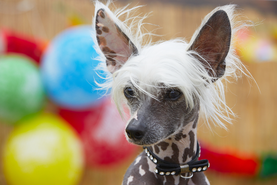   Chinese Crested Dog by chalabala  