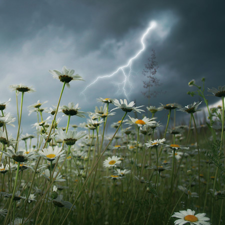   Lightni   ng Strikes Over Daisy Field Image ©Elenamiv  