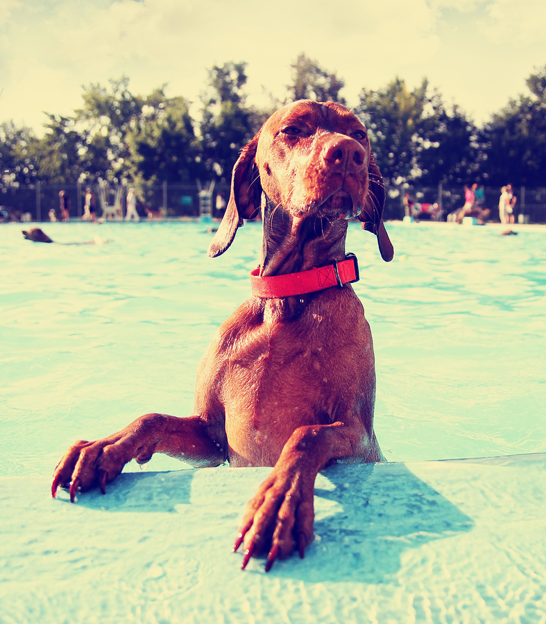   Dog at public pool  photo from  graphicphoto  