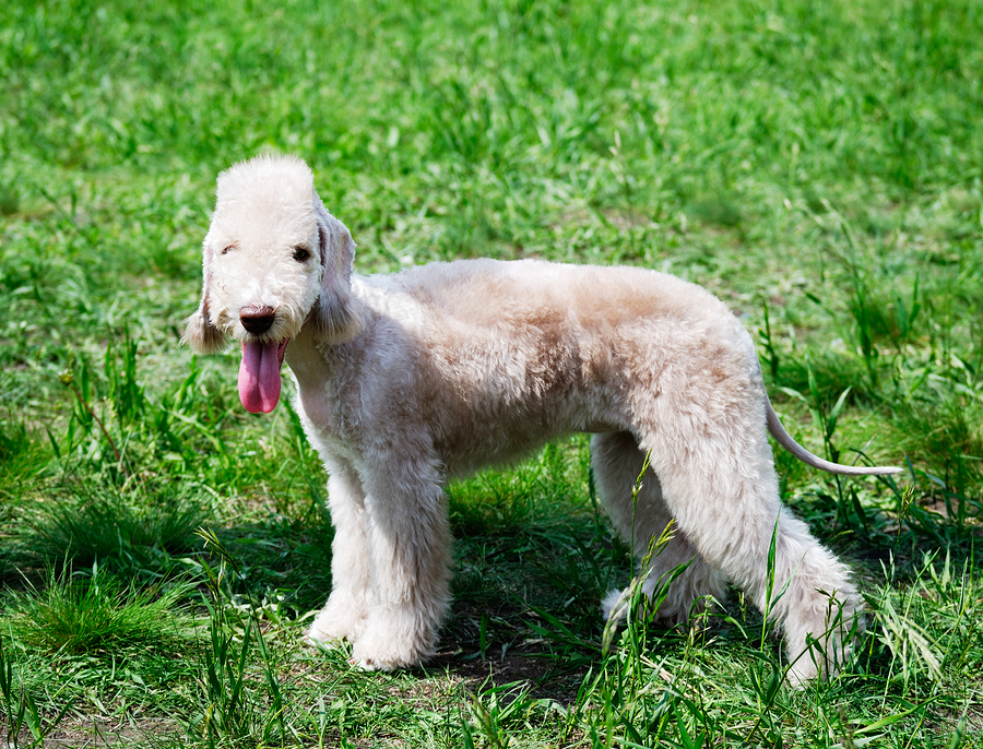   Bedlington Terrier by Vtls  