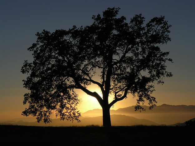  Oak Tree Against a Sunset 