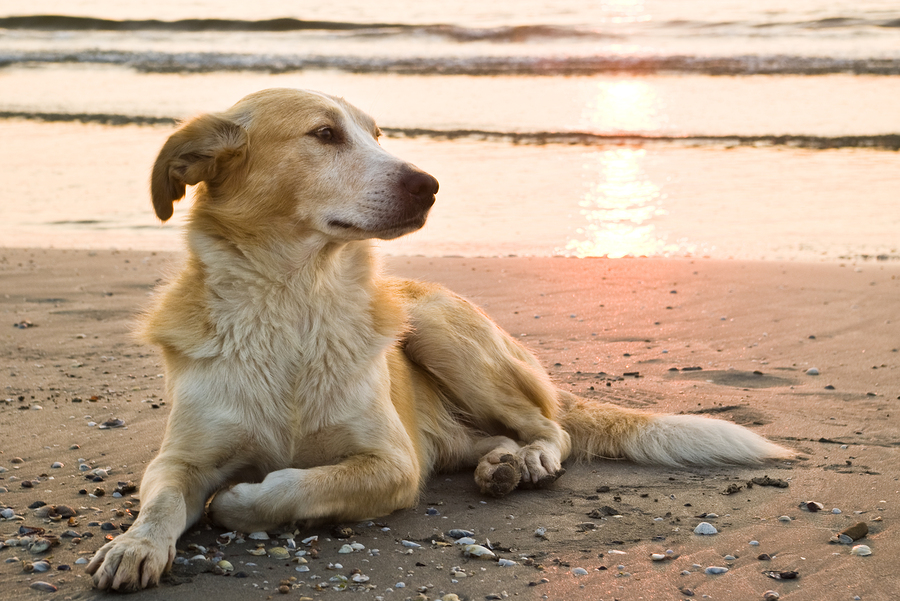  Stock photo of dog relaxing on the beach by  mishoo . 