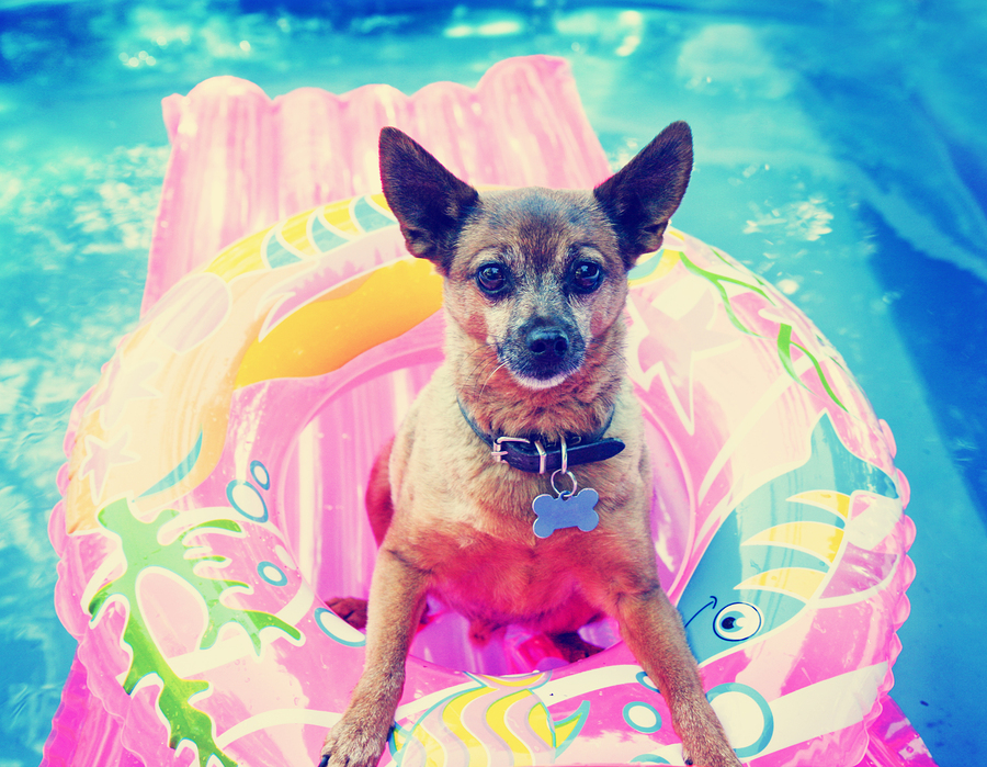  Stock photo of dog floating with raft in pool by  graphicphoto . 