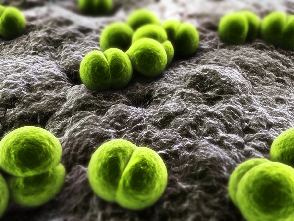    #10.  Meningococcus Bacteria Image ©Eraxion   