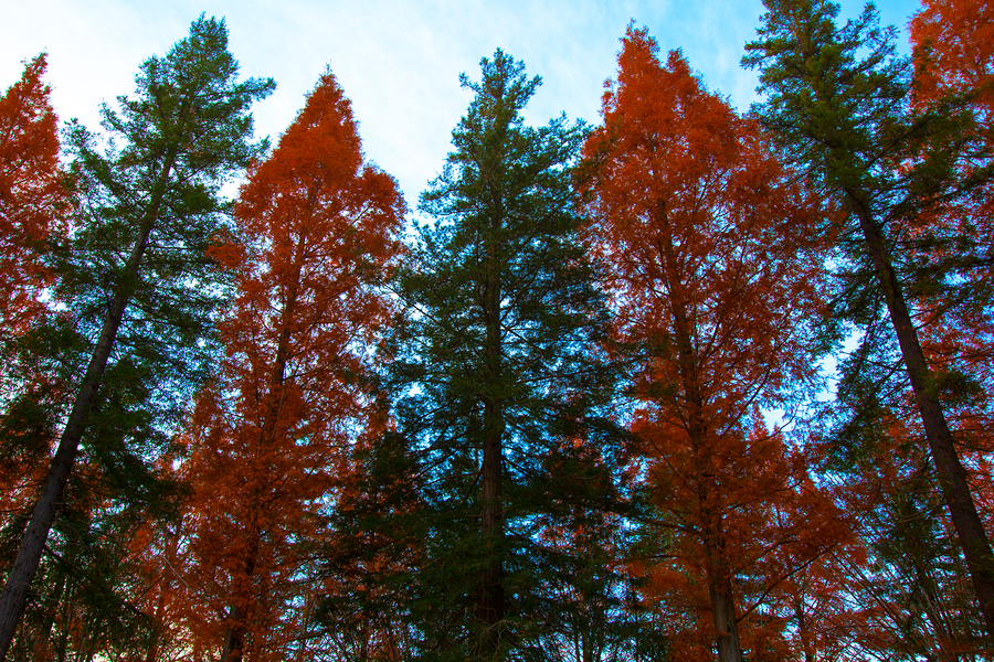   Sequoias & Metasequoias  