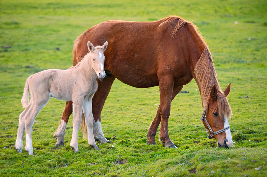   Mother and son horses eating grass by Gelpi  