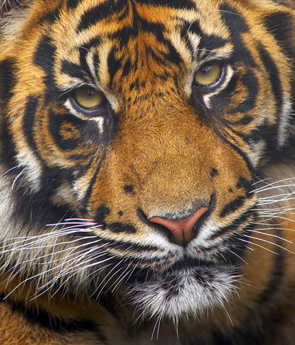 bigstock_Endangered_Sumatran_Tiger_1618546