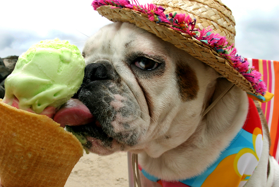  Stock photo of dog with ice cream cone by  ilumus photography . 