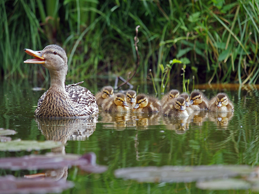  Mother duck and her baby ducks by Anolis  