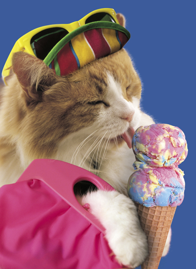  Ice Cream Cat 