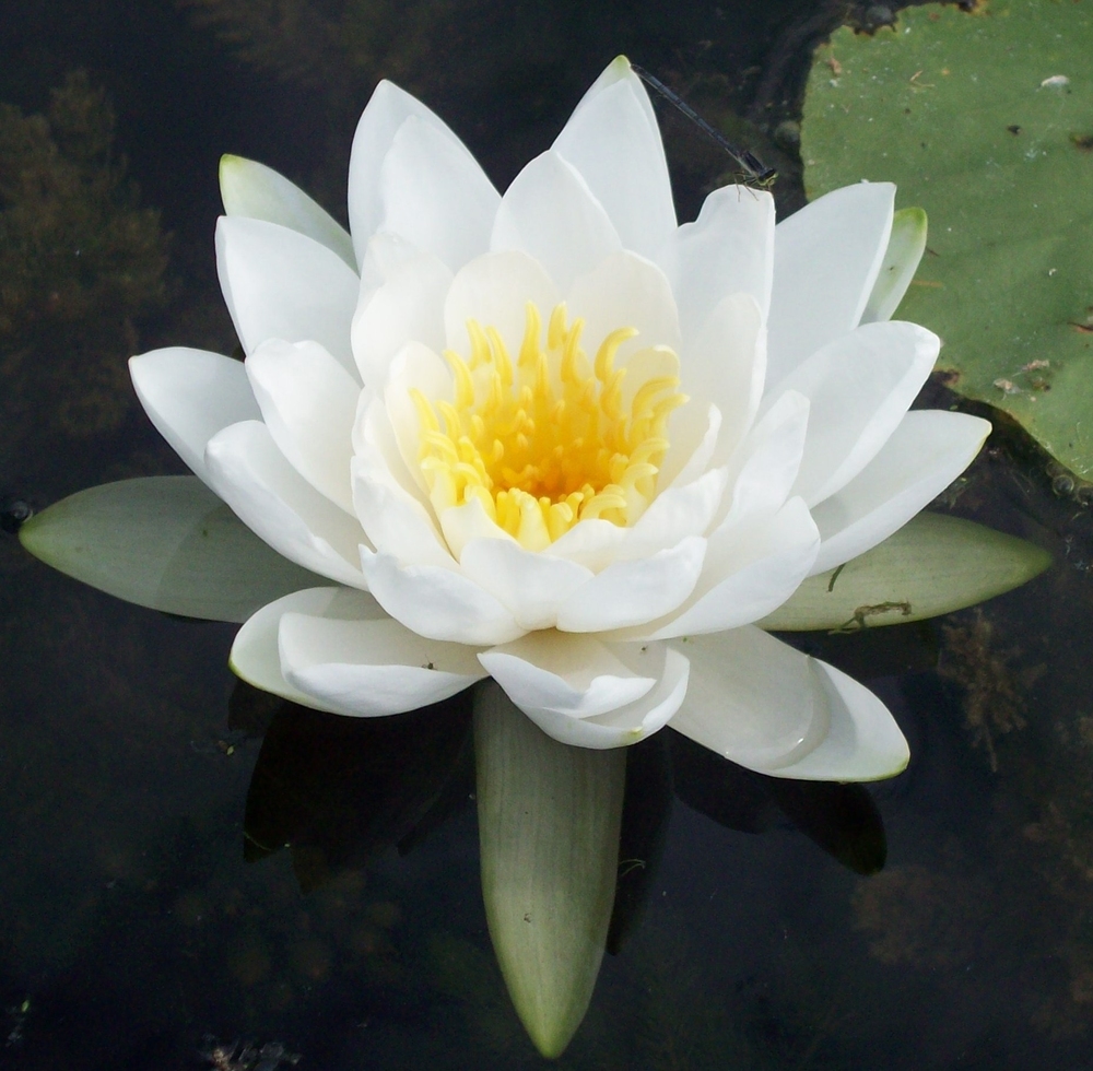  Stock photo of a water lily.  