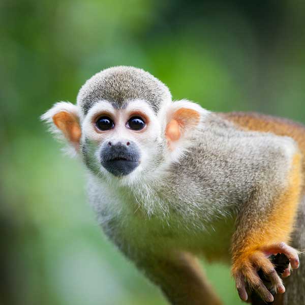  Bigstock's Favorites: Close-up of a Squirrel Monkey 