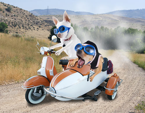 Stock Photo of two chihuahuas riding in a scooter