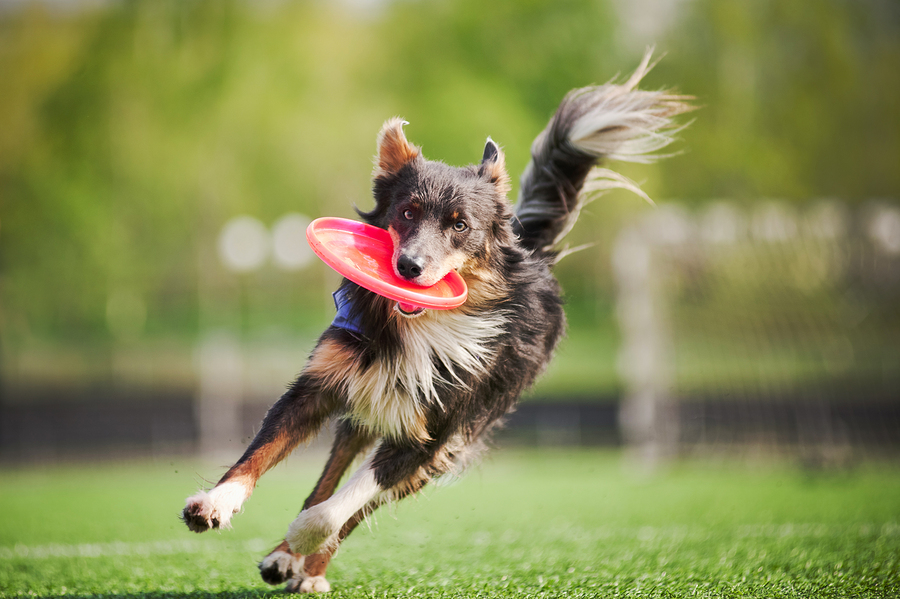  Stock photo of dog with frisbee by  Ksuksa . 