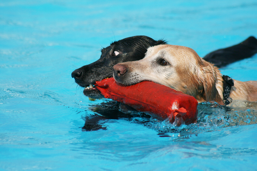   Two labs sharing a pool toy in a public pool by graphicphoto  