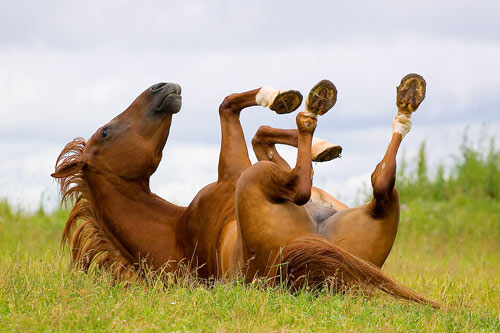 Stock Photo of a Horse Lying on its Back
