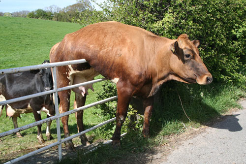 Stock Photo of a Cow Stuck on a Fence
