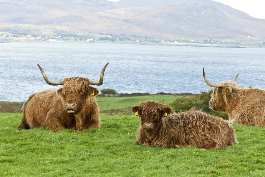   Highland cattle mother and calf by Chrismp  