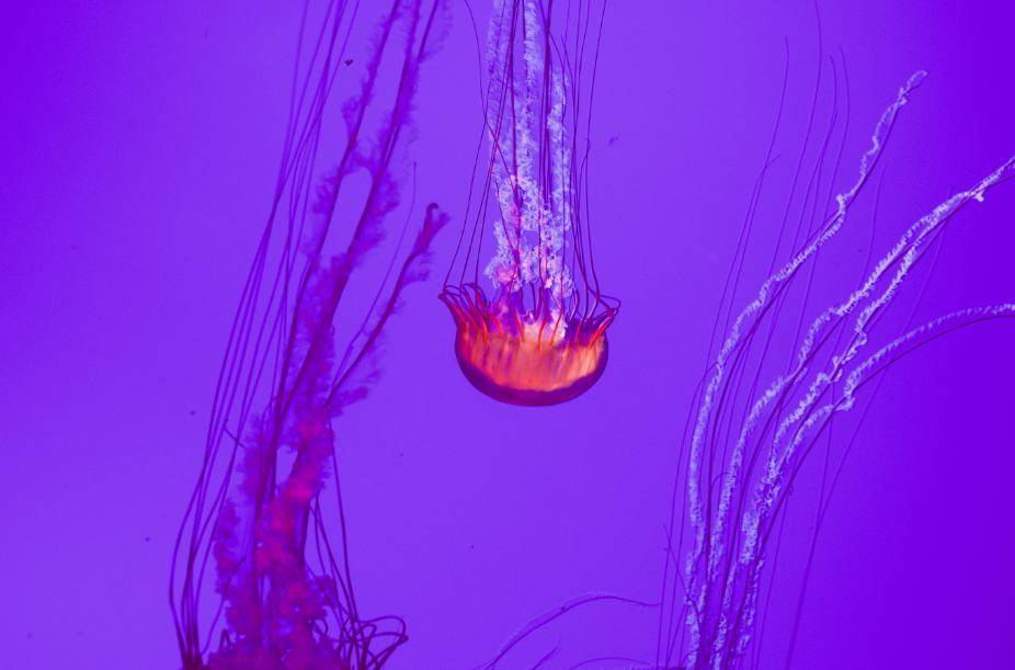  Stock photo of jellyfish.  