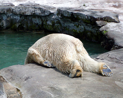 Stock Photo of a Drunken Polar Bear