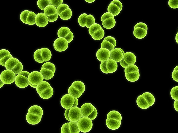   Isolated Meningococcus Bacteria Image ©Eraxion  