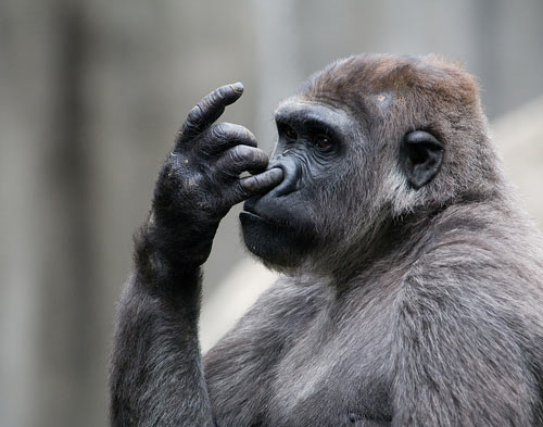 Stock Photo of a Gorilla Picking Its Nose