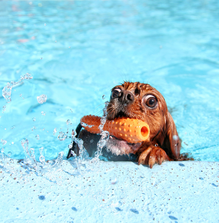  Stock photo of dog in swimming pool by  graphicphoto . 