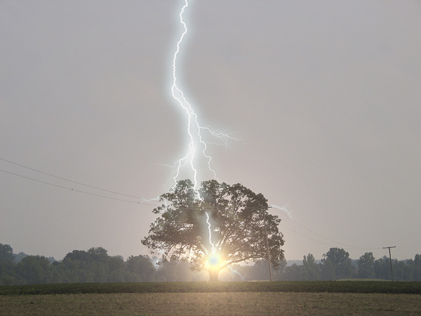   Lightning Strikes Oak Tree ©larslentz  