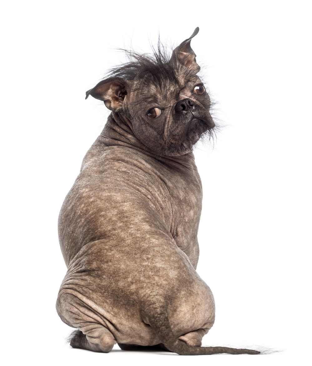  Rear view of hairless mixed breed dog by   Life on White  