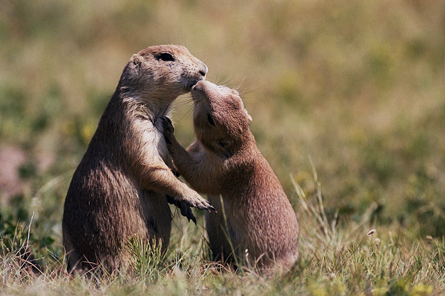 Prairie Dogs Kissing