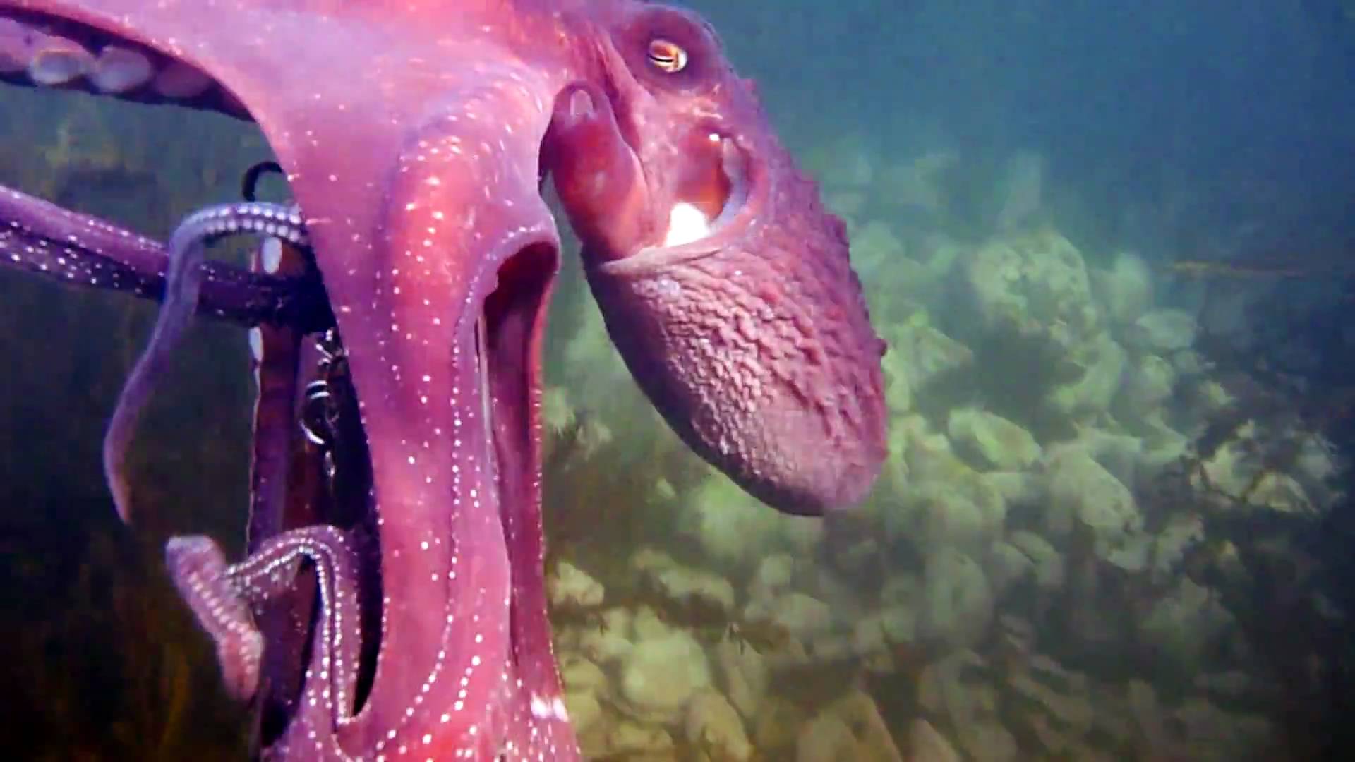   Viral Video: Octopus Steals Camera  