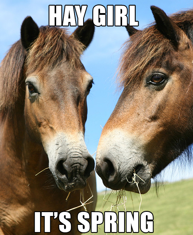   Happy Horses image ©joegough  