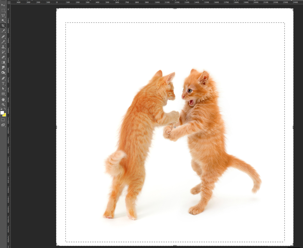  Photoshop basics: How to make a really funny cat meme 