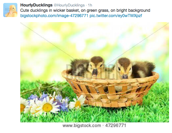  Follow  @hourlyducklings  