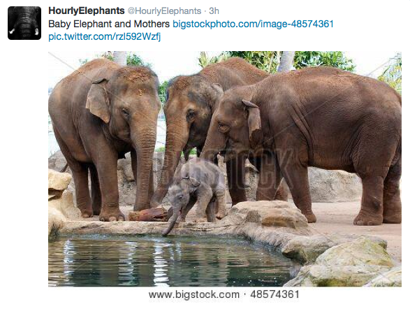  Follow  @hourlyelephants  