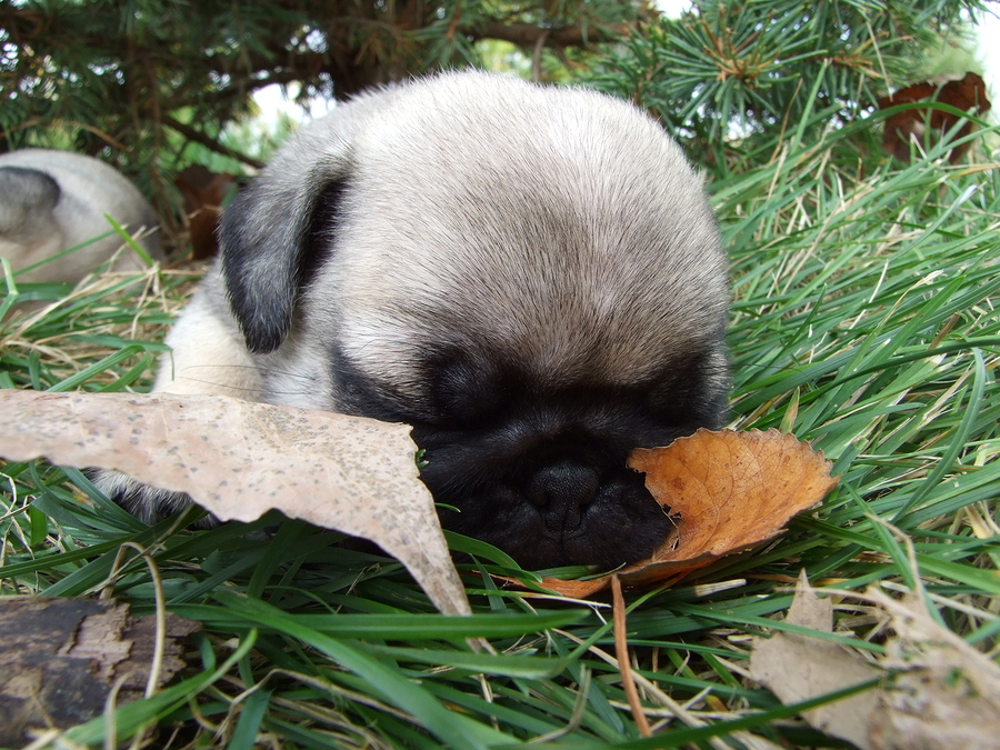   ladypug  