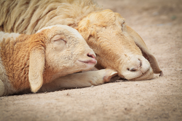   Barnyard Moms: A Mother's Day Collection of Animal Photography  