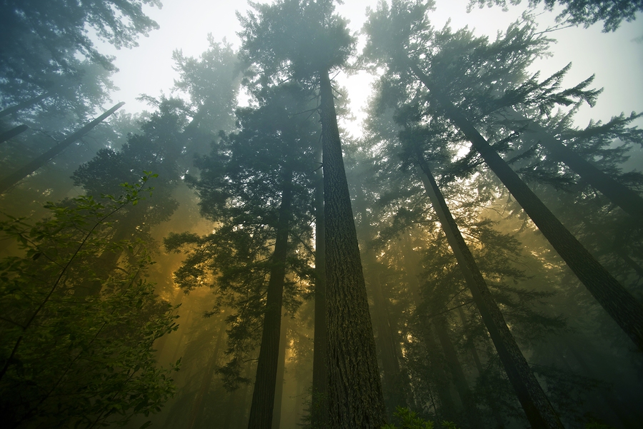   duallogic  | Redwood Forest 