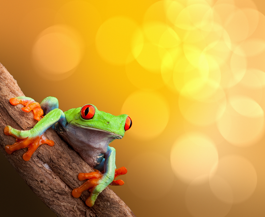   Image of red eyed tree frog on vibrant background  