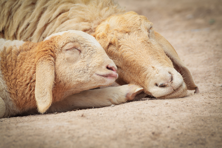   Mother and baby lamb sleeping by ceazars  