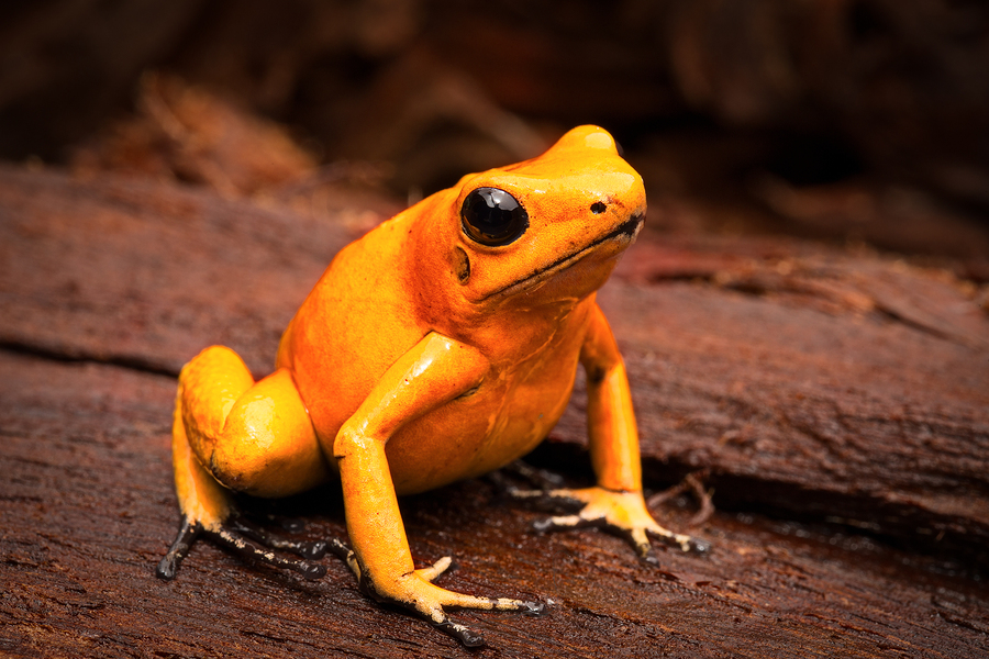   Image of poisonous dart frog Phyllobates Terribilis  