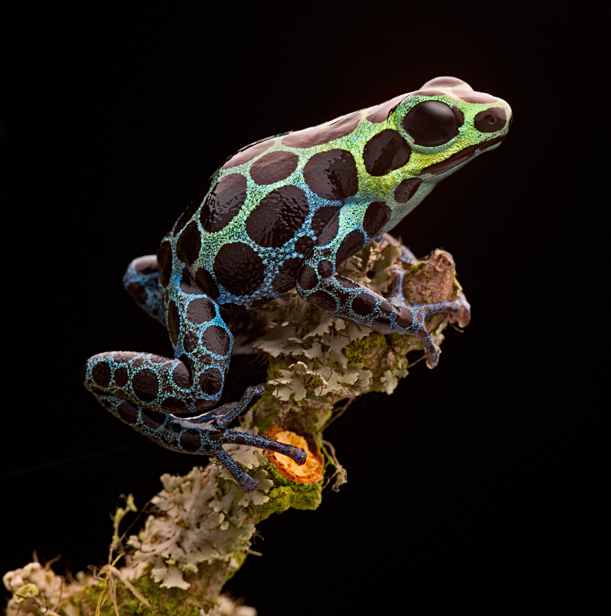   Image of Poison arrow frog from tropical Amazon Rainforest in Peru  