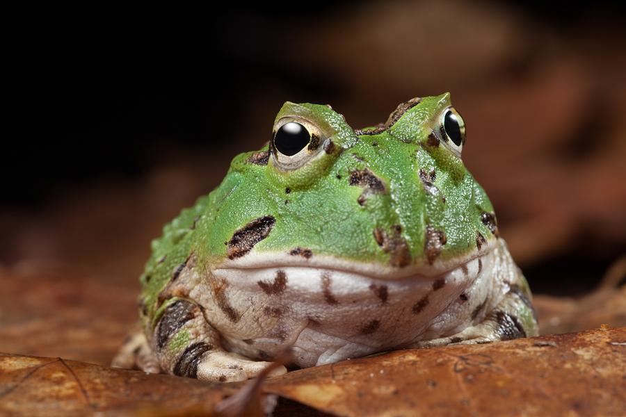   Image of Pacman frog/toad aka South American horned frog  