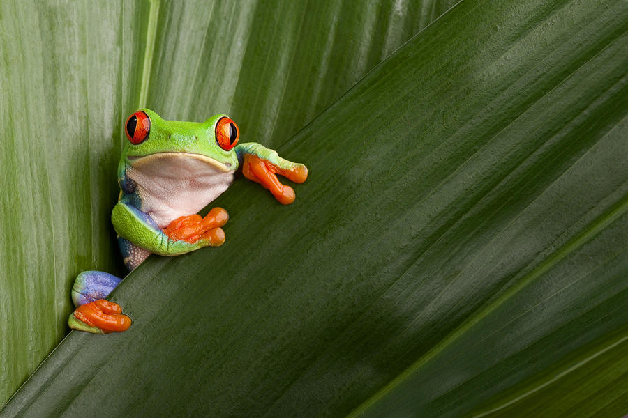  Image of curious red eyed frog on green leaf background 