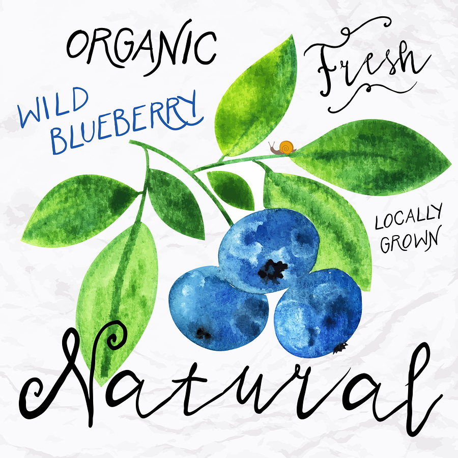  Watercolor blueberry |  tukkki  